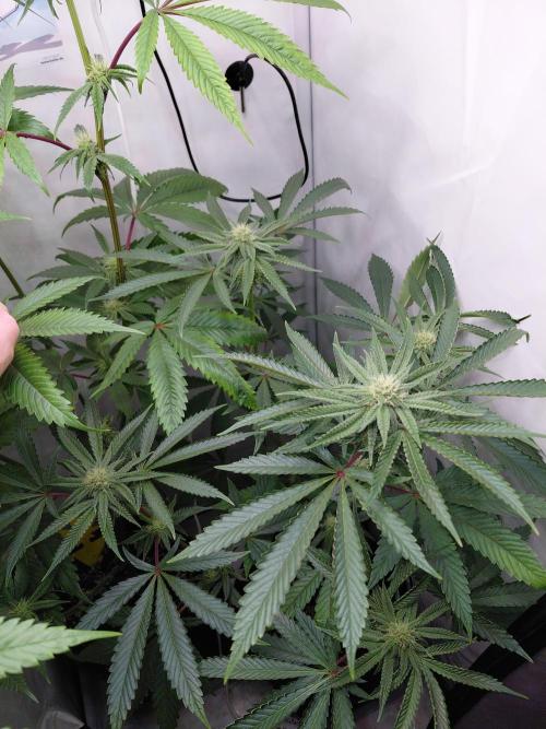 Red Lemonade (RS11×SuperLemonHaze). Week 10