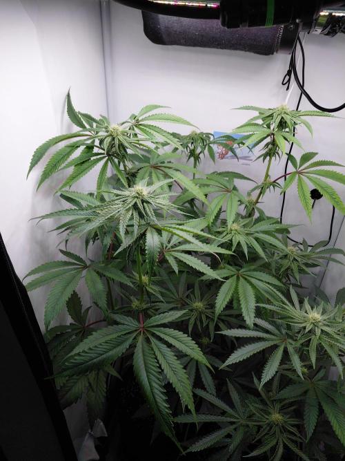 Red Lemonade (RS11×SuperLemonHaze). Week 10