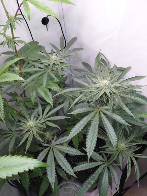 Red Lemonade (RS11×SuperLemonHaze). Week 10