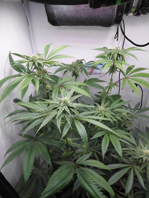 Red Lemonade (RS11×SuperLemonHaze). Week 10