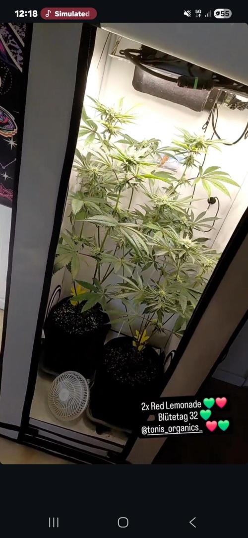 Red Lemonade (RS11×SuperLemonHaze). Week 10