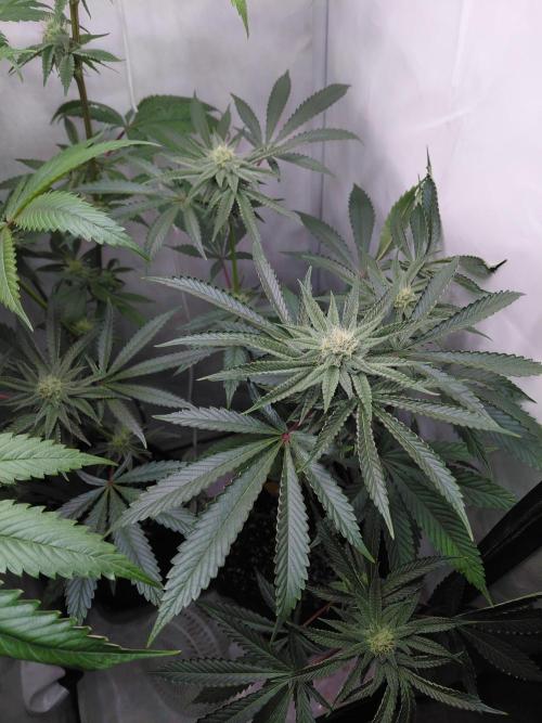 Red Lemonade (RS11×SuperLemonHaze). Week 10