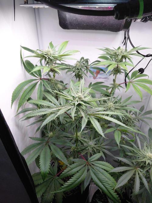 Red Lemonade (RS11×SuperLemonHaze). Week 10