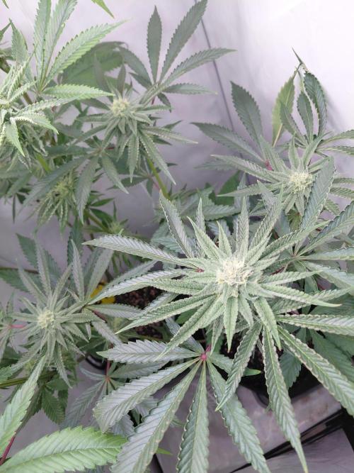 Red Lemonade (RS11×SuperLemonHaze). Week 10