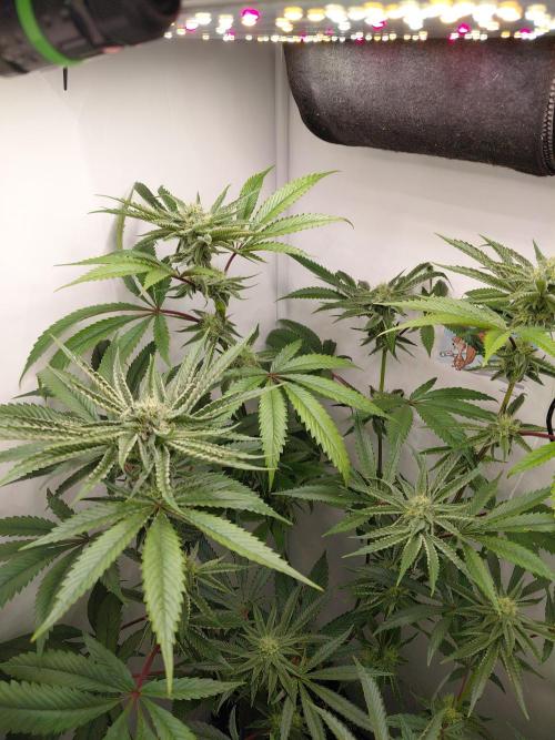 Red Lemonade (RS11×SuperLemonHaze). Week 10