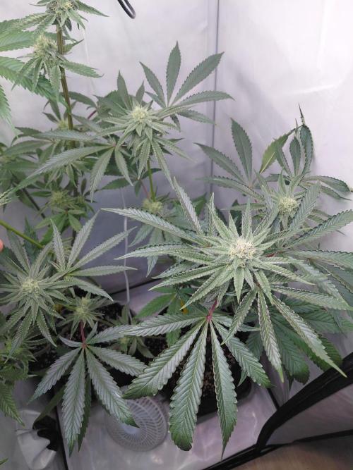 Red Lemonade (RS11×SuperLemonHaze). Week 11 - 1