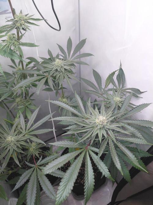 Red Lemonade (RS11×SuperLemonHaze). Week 11 - 1