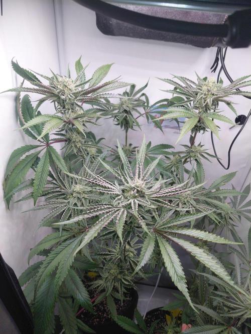 Red Lemonade (RS11×SuperLemonHaze). Week 11 - 2