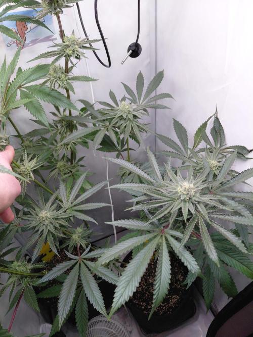 Red Lemonade (RS11×SuperLemonHaze). Week 11 - 1