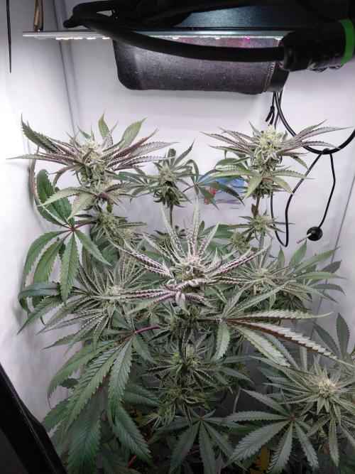 Red Lemonade (RS11×SuperLemonHaze). Week 11 - 2