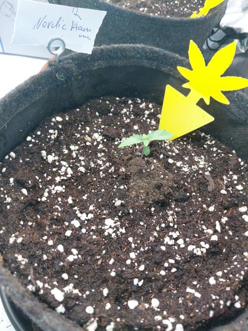 Hnnyhmp Testgrow 2x Nordic Hammer 💚. Week 2 - 2