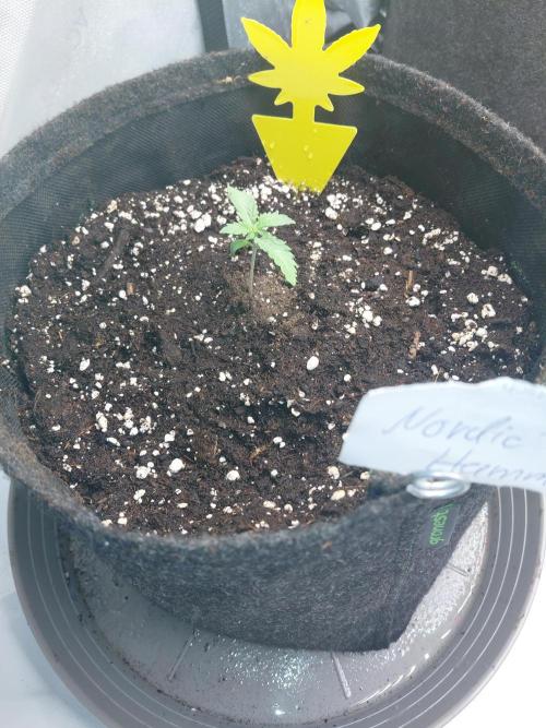 Hnnyhmp Testgrow 2x Nordic Hammer 💚. Week 2 - 1
