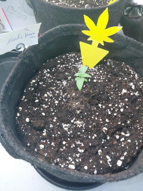 Hnnyhmp Testgrow 2x Nordic Hammer 💚. Week 2 - 2