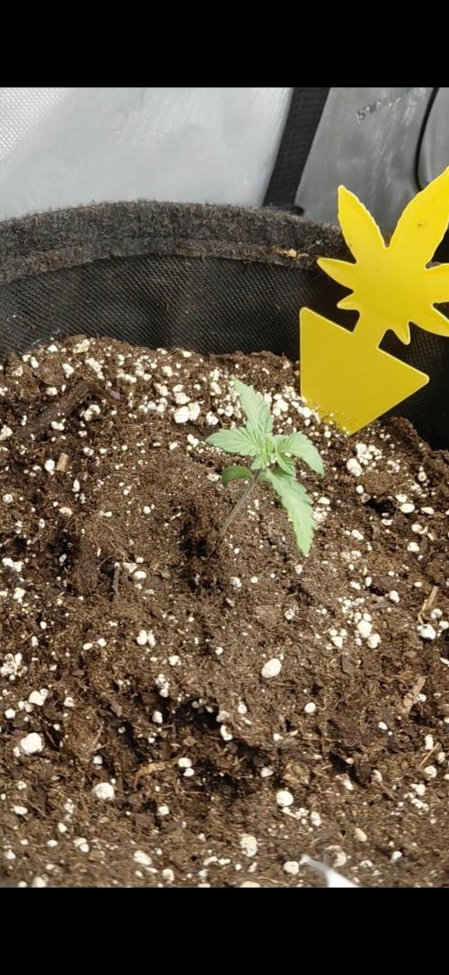 Hnnyhmp Testgrow 2x Nordic Hammer 💚. Week 2 - 1