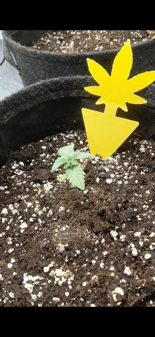 Hnnyhmp Testgrow 2x Nordic Hammer 💚. Week 2 - 2