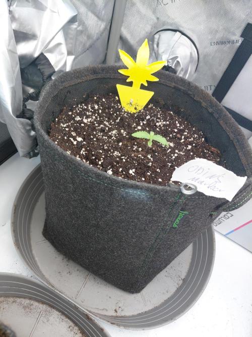 Hnnyhmp Testgrow. Week 2 - Odins Marker 