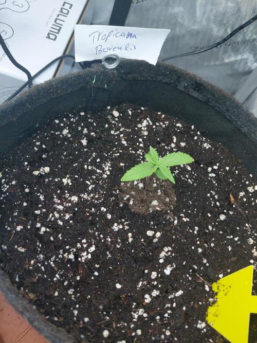 Hnnyhmp Testgrow. Week 2 - Tropicana Borealis 