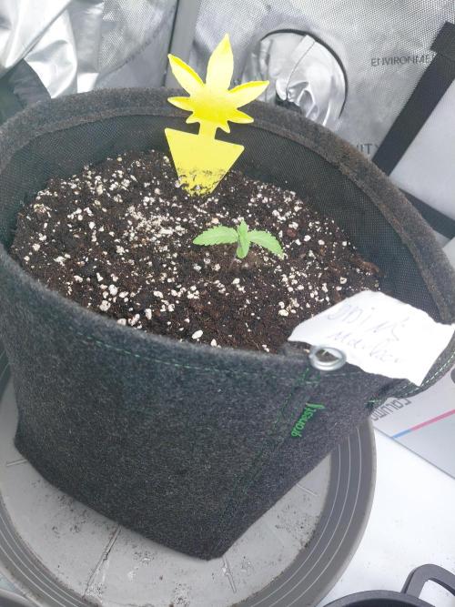 Hnnyhmp Testgrow. Week 2 - Odins Marker 