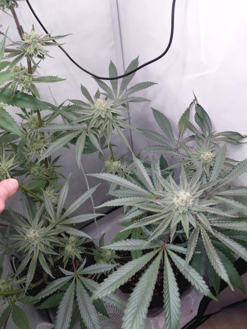 Red Lemonade (RS11×SuperLemonHaze). Week 12