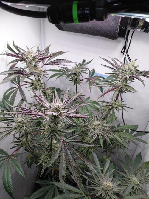 Red Lemonade (RS11×SuperLemonHaze). Week 12