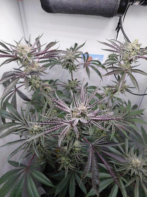 Red Lemonade (RS11×SuperLemonHaze). Week 12