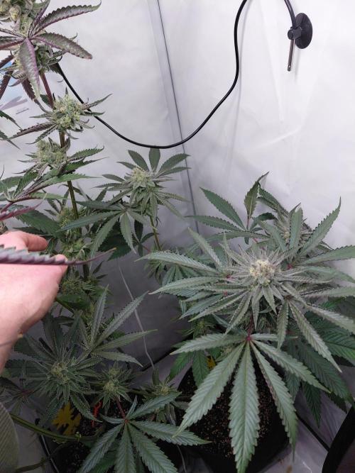 Red Lemonade (RS11×SuperLemonHaze). Week 12