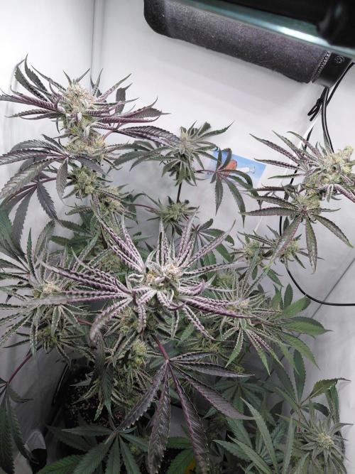 Red Lemonade (RS11×SuperLemonHaze). Week 12