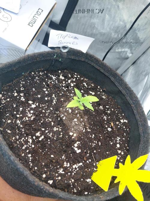 Hnnyhmp Testgrow. Week 3