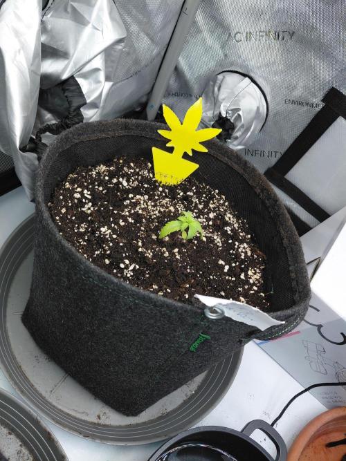 Hnnyhmp Testgrow. Week 3