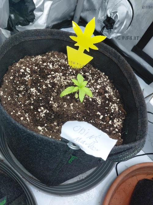 Hnnyhmp Testgrow. Week 3