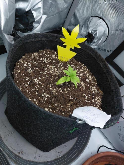 Hnnyhmp Testgrow. Week 3