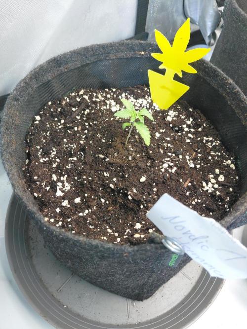 Hnnyhmp Testgrow 2x Nordic Hammer 💚. Week 3