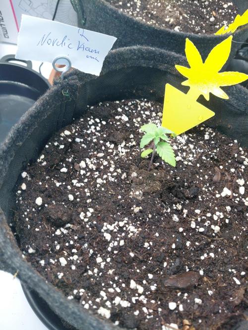 Hnnyhmp Testgrow 2x Nordic Hammer 💚. Week 3