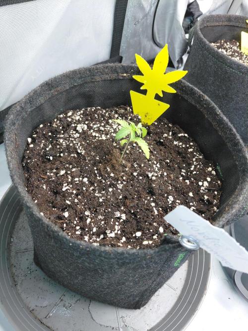 Hnnyhmp Testgrow 2x Nordic Hammer 💚. Week 3