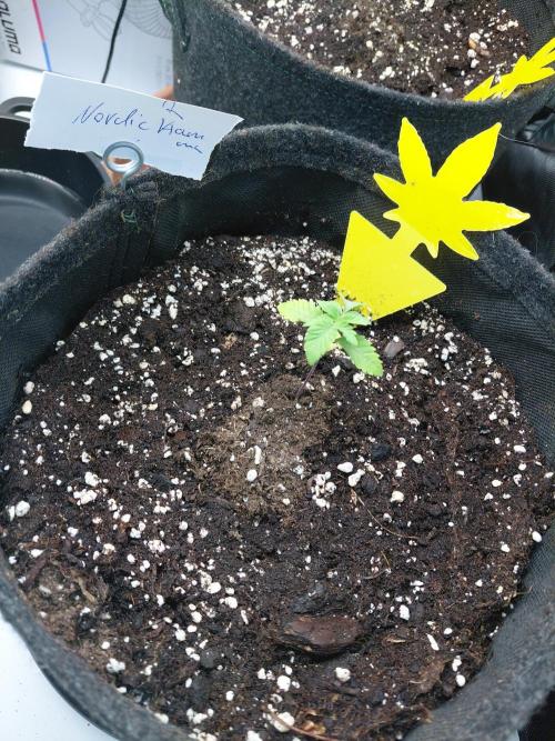 Hnnyhmp Testgrow 2x Nordic Hammer 💚. Week 3