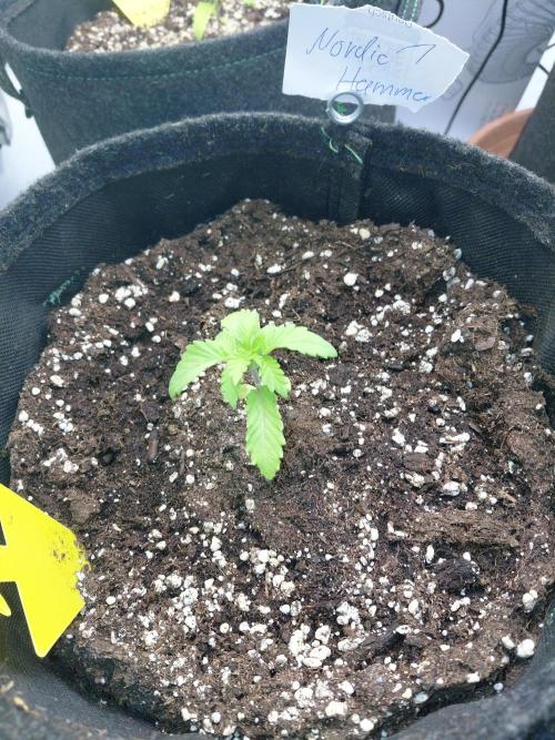 Hnnyhmp Testgrow 2x Nordic Hammer 💚. Week 3