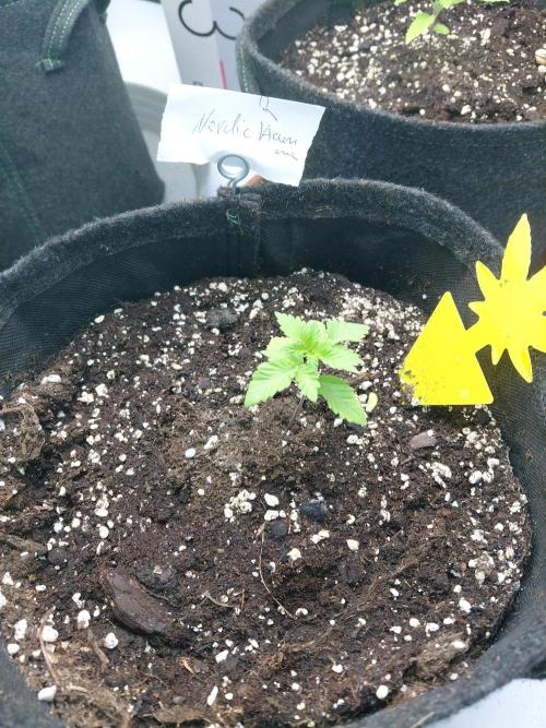 Hnnyhmp Testgrow 2x Nordic Hammer 💚. Week 3