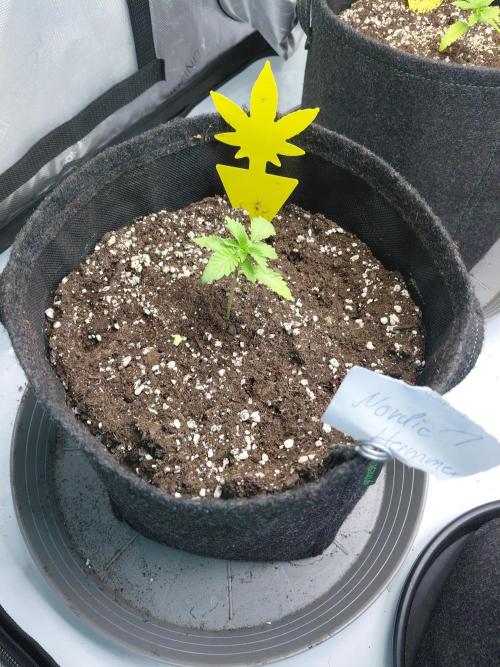 Hnnyhmp Testgrow 2x Nordic Hammer 💚. Week 3