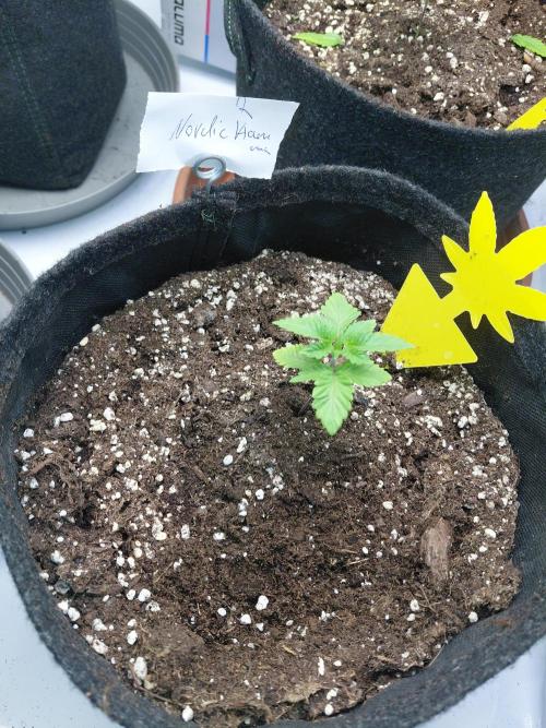 Hnnyhmp Testgrow 2x Nordic Hammer 💚. Week 3