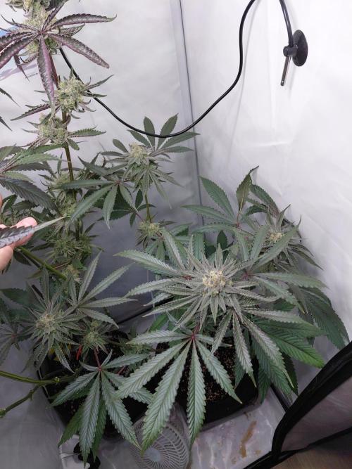 Red Lemonade (RS11×SuperLemonHaze). Week 13