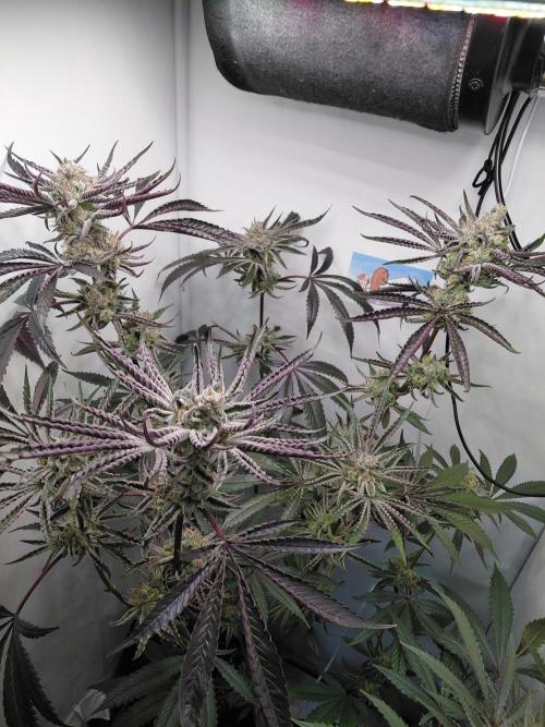 Red Lemonade (RS11×SuperLemonHaze). Week 13