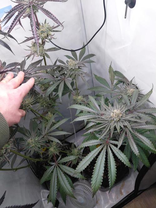 Red Lemonade (RS11×SuperLemonHaze). Week 13