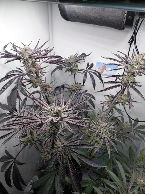 Red Lemonade (RS11×SuperLemonHaze). Week 13