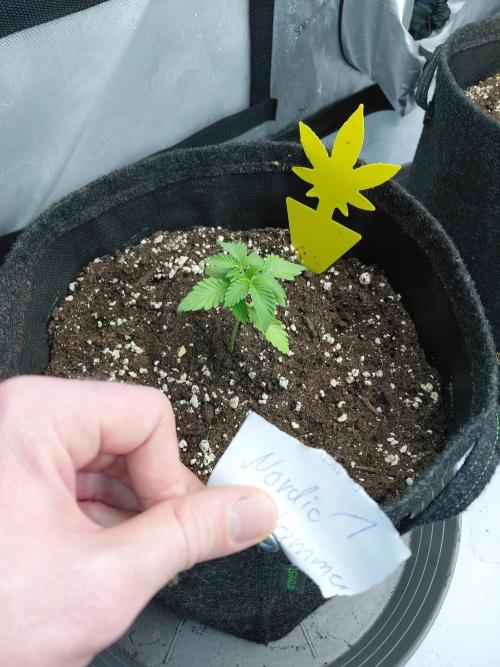 Hnnyhmp Testgrow 2x Nordic Hammer 💚. Week 4