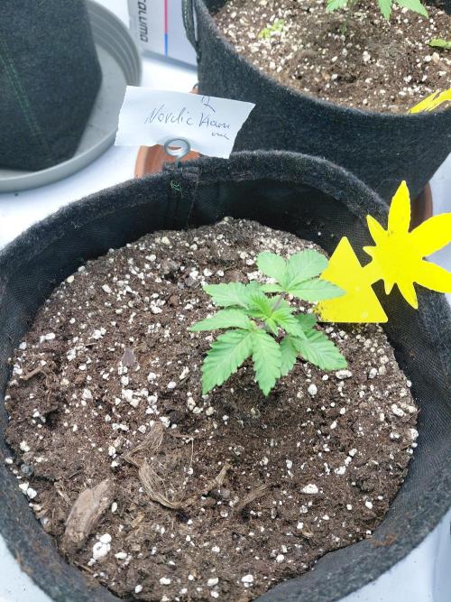 Hnnyhmp Testgrow 2x Nordic Hammer 💚. Week 4