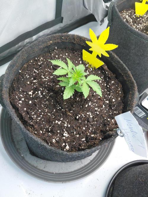 Hnnyhmp Testgrow 2x Nordic Hammer 💚. Week 4