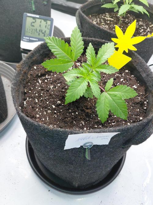 Hnnyhmp Testgrow 2x Nordic Hammer 💚. Week 4