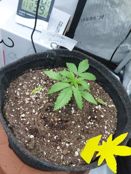 Hnnyhmp Testgrow. Week 4