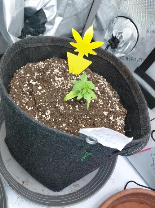 Hnnyhmp Testgrow. Week 4