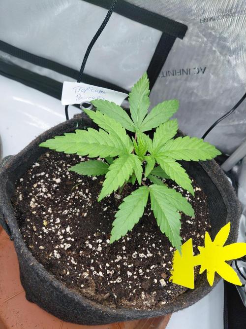 Hnnyhmp Testgrow. Week 4